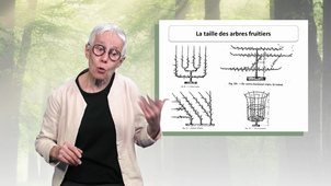 MOOC Arbre - De l'arbre fruitier au verger nourricier
