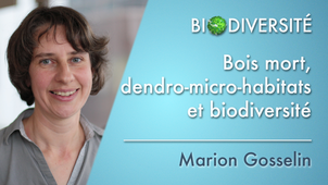 3.03 Bois mort, dendro-micro-habitats et biodiversité