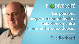 3.05 Les poissons migrateurs amphihalins, traits d'union entre la mer et les eaux douces