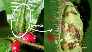 MOOC Arbre - Les symbioses aériennes des arbres