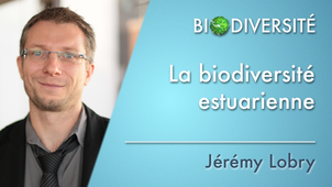 3.04 La biodiversité estuarienne