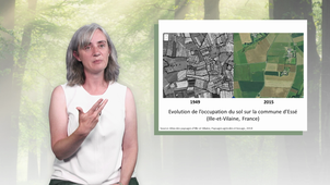 MOOC Arbre - L'arbre, un allié des cultures dans la transition écologique