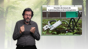 MOOC Arbre - La journée d'un arbre