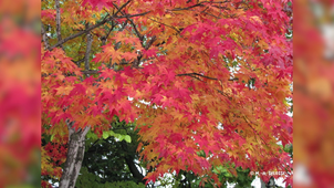 MOOC Arbre - Le recyclage des feuilles des arbres