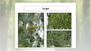 MOOC Arbre - L'arbre support de vie