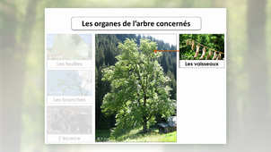 MOOC Arbre - L'arbre et ses maladies